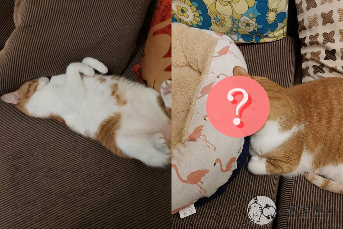 貓窩不躺太浪費，主子竟拿來當其他用途！（圖／網友Li Huw Lay授權提供）