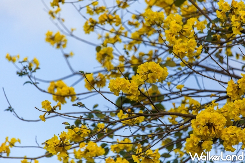 ▲從12月至4月，台南市區有多條道路都看得見黃花風鈴木盛開。（圖／WalkerLand）