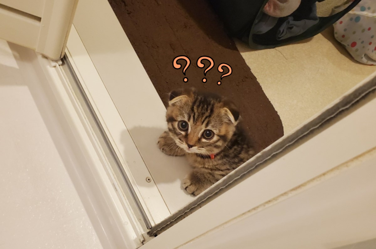 幼貓太小還沒進過浴缸，導致牠對這空間極度好奇！（圖／Twitter＠matsutake_cat）