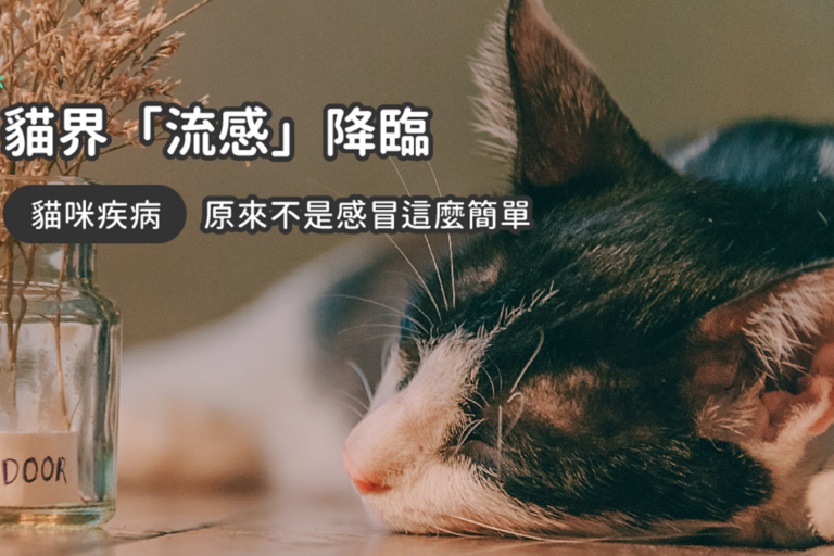 貓界「流感」降臨，請小心貓咪鼻氣管炎！｜專業獸醫—王嶽
