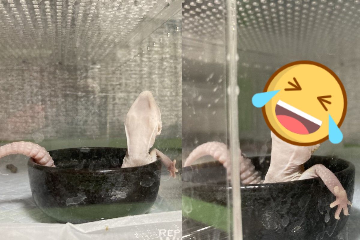 日本一隻豹紋守宮跑進水盆裡「泡澡」（圖／twitter @reptiles_p）