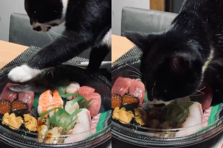 貓咪發現「生魚片被關」　不停拍打透明盒蓋：別怕！偶來救你們！
