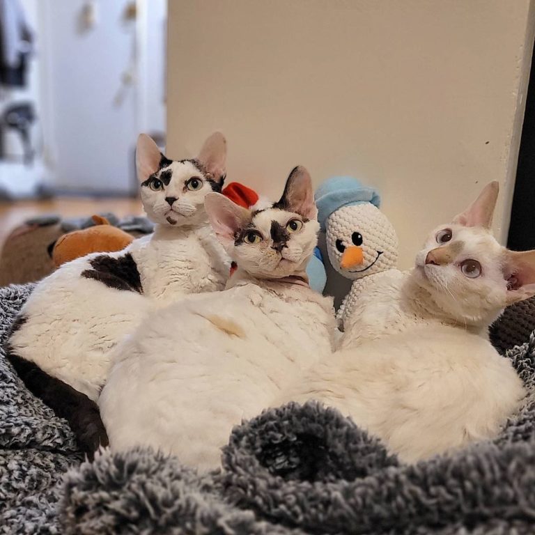 家裡有三隻喵喵（圖／Instagram ＠dev0n_trio）