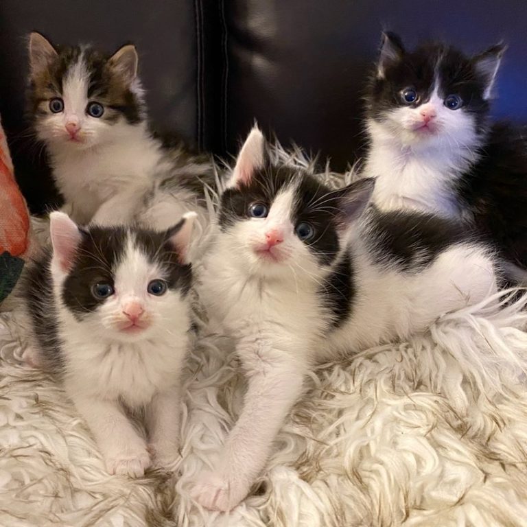 四隻小奶貓（圖／Instagram @shibuyarollcall）