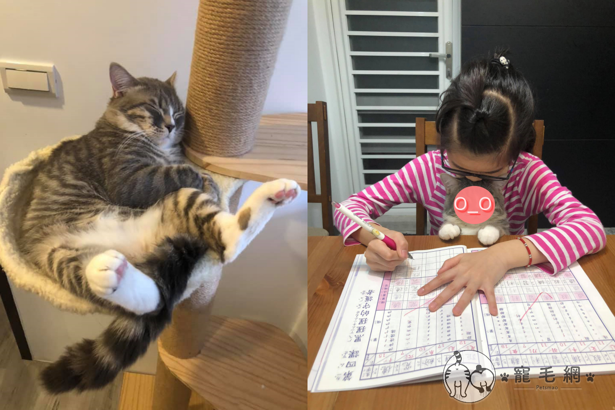 寫作業好疲憊，妹妹竟用吸貓來醒腦！（圖／粉絲專頁 ＠哈尼vs瑪妮授權提供）