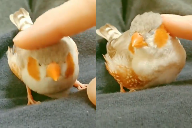  斑胸草雀按摩臉頰的影片在網路療癒所有人（圖／Twitter@k_i_n_t_a_r_o_u）