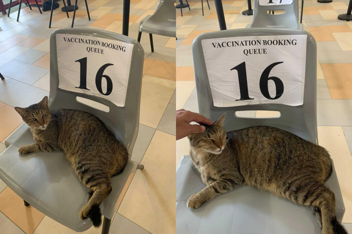  新加坡有一隻浪貓闖進施打疫苗區排隊。（圖／IG @ecstxsyz ）