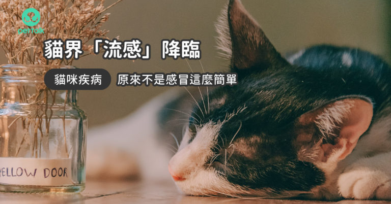 貓界「流感」降臨，請小心貓咪鼻氣管炎！｜專業獸醫—王嶽