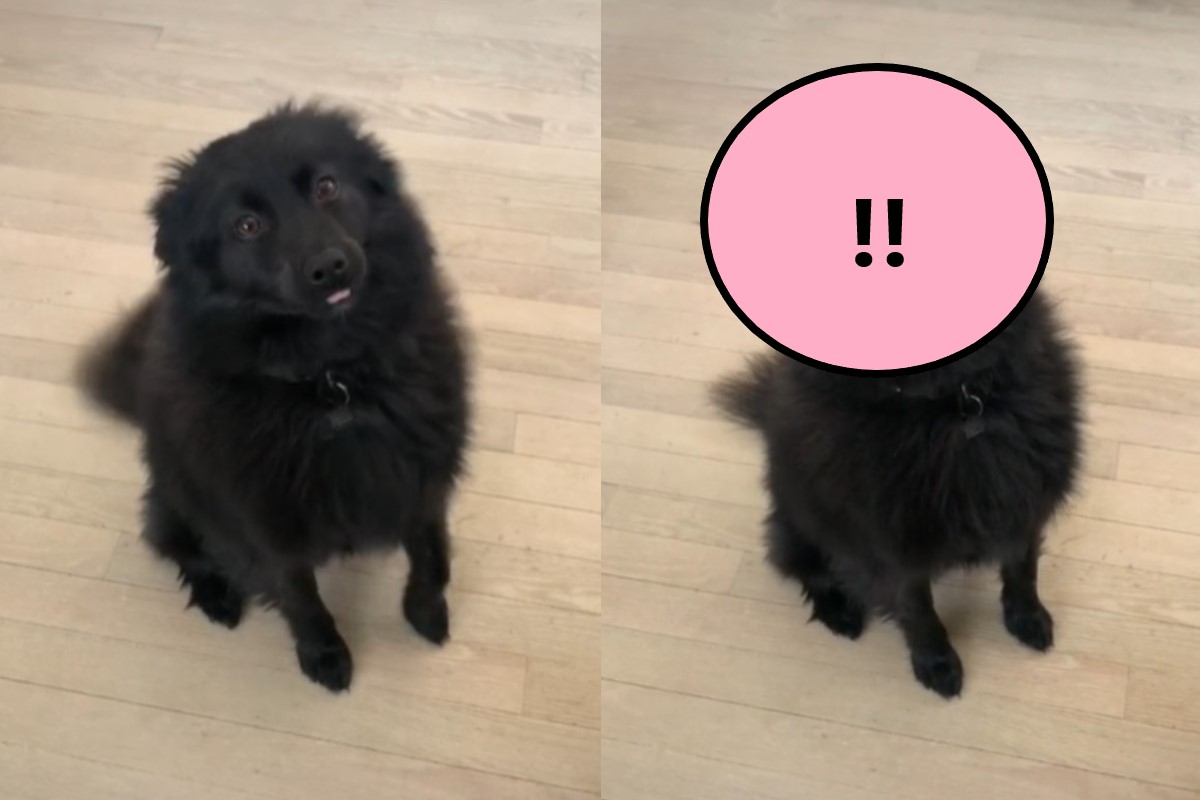 國外一隻黑狗狗聽見「關鍵字」就會做出一動作（圖／Tik tok＠regular.man）