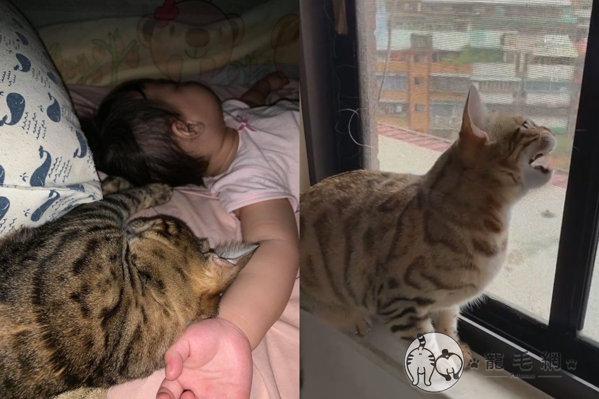 ▲貓咪與小鳥「窗台聊八卦」全程行雲流水！網驚：學習第二外語？！（圖／網友Lian Kkbook授權提供）