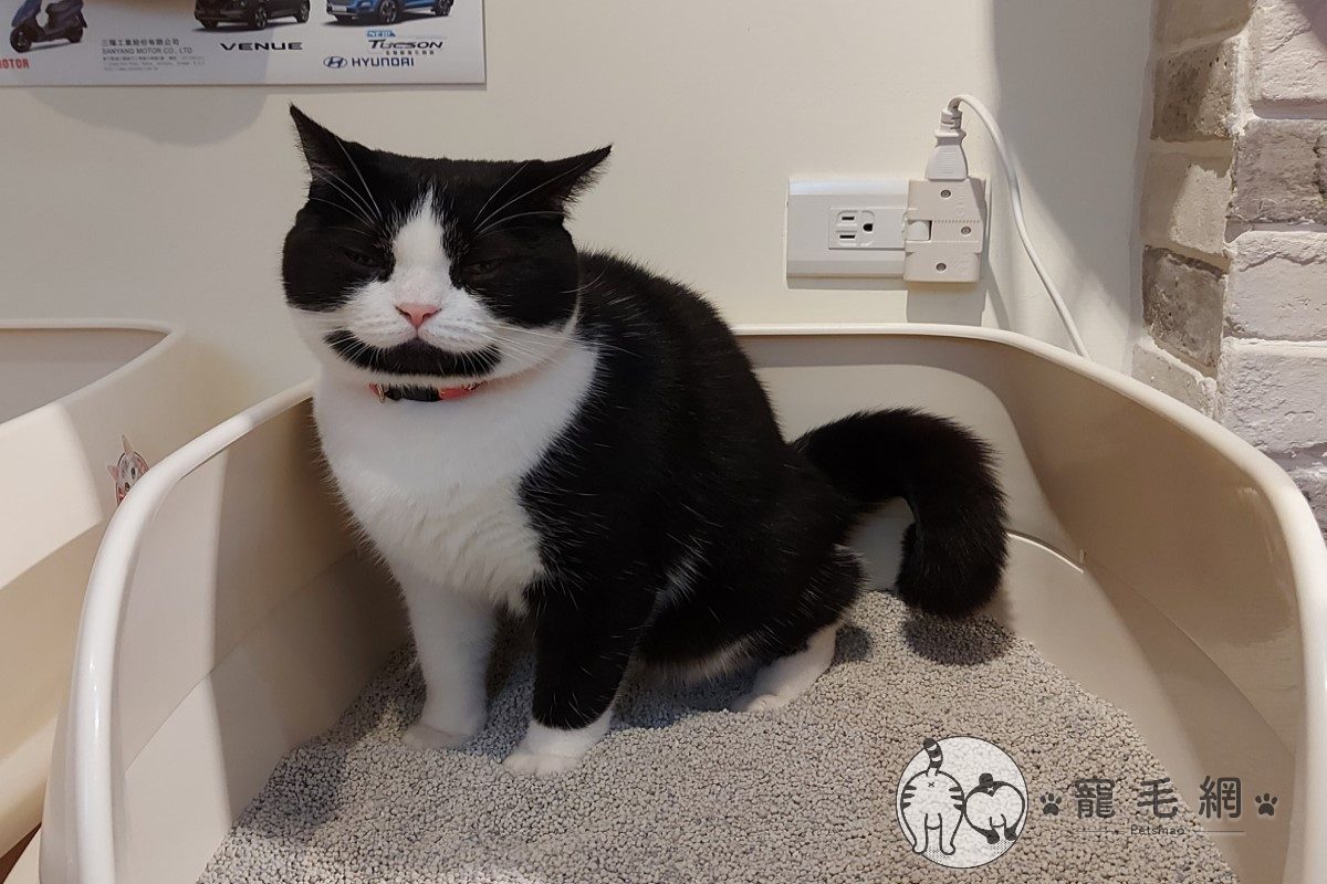 ▲鬍子貓蹲貓砂「上到睡著」！網友：還清醒嗎？（圖／粉專寶妹＆寶迪 喵嗚授權提供）