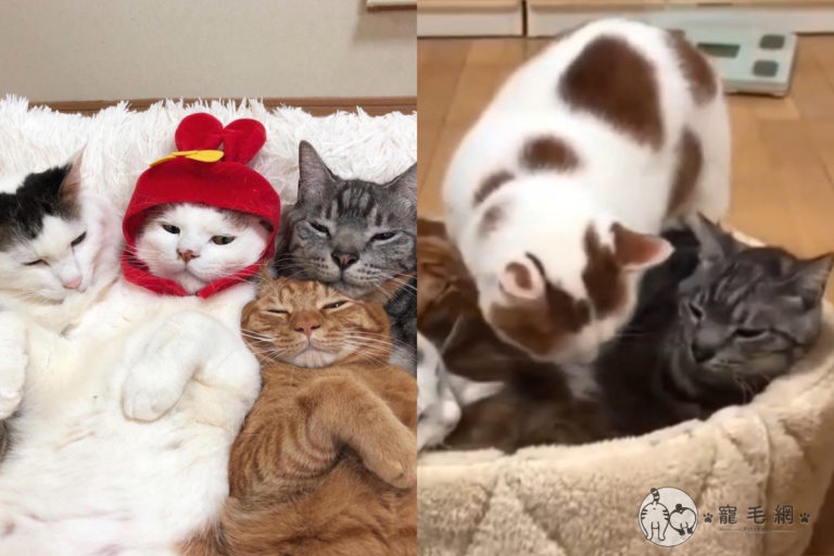 日本網友驚見睡窩客滿狀態，這時還有一隻胖貓想躺上去！（圖／IG @kibimomo授權）