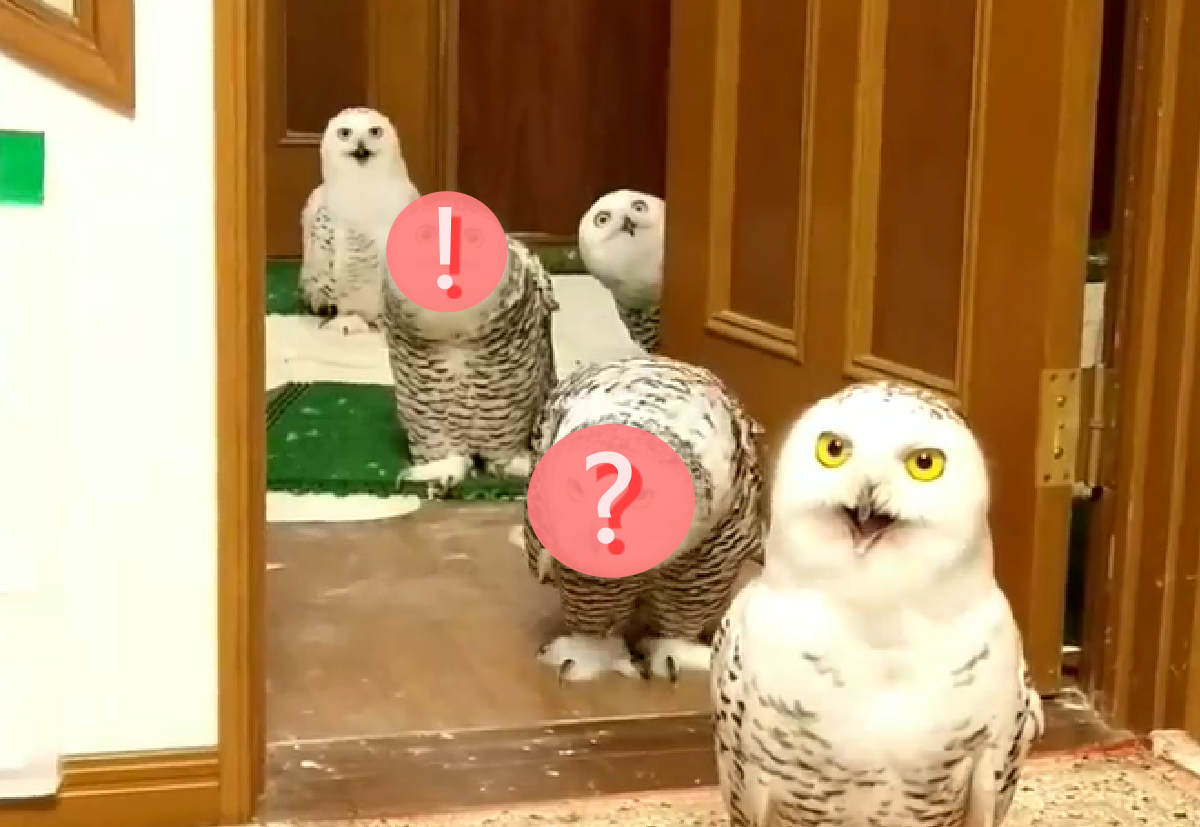 雪鴞想玩耍，各個乖乖站好排隊等！（圖／Instagram ＠nao00000227） 