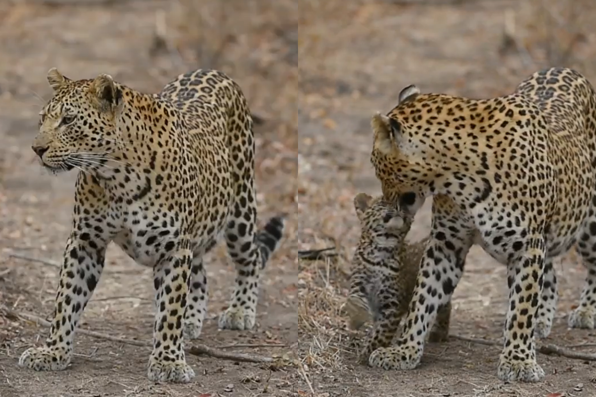 身處野外好緊張，豹媽僵成石像動都不動！（圖／Instagram＠sergey_gorshkov_photographer）