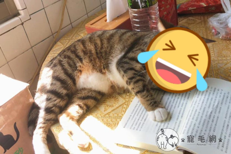 網友家的虎斑貓在陪讀時突然做出「一動作」（圖／網友Wei Yi授權提供）