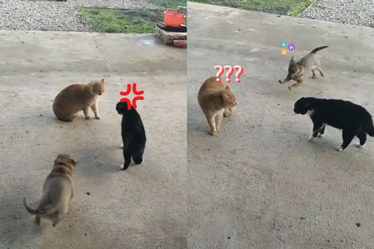 兩貓忙吵架，白目狗在旁快樂跑跳！（圖／TiKTok@elenagrivtsova）