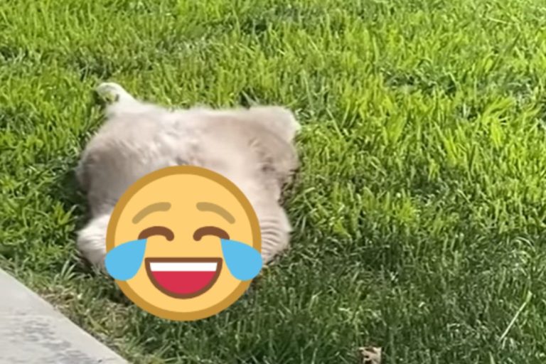 草地上赫見貓咪「大字型」爽曬日光浴　網笑：以為是地毯！
