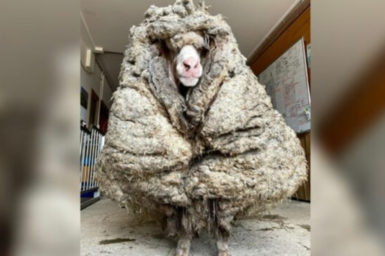在澳洲發現一隻綿羊，落跑到野外長達5年。 （Courtesy of edgarsmission/Instagram）