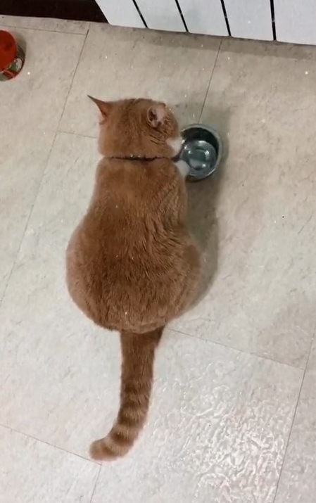 貓：……這個碗……？（開始醞釀情緒）（圖／TiKTok @kotpersik27）