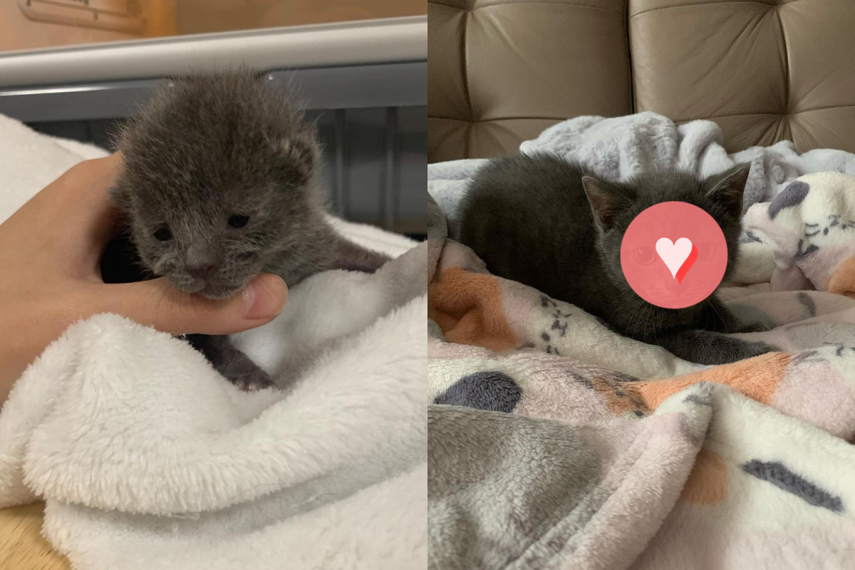 ▲搶救花盆中的「拇指浪喵」！開朗長大後竟發現大烏龍。（圖／Instagram＠littlewanderersnyc）