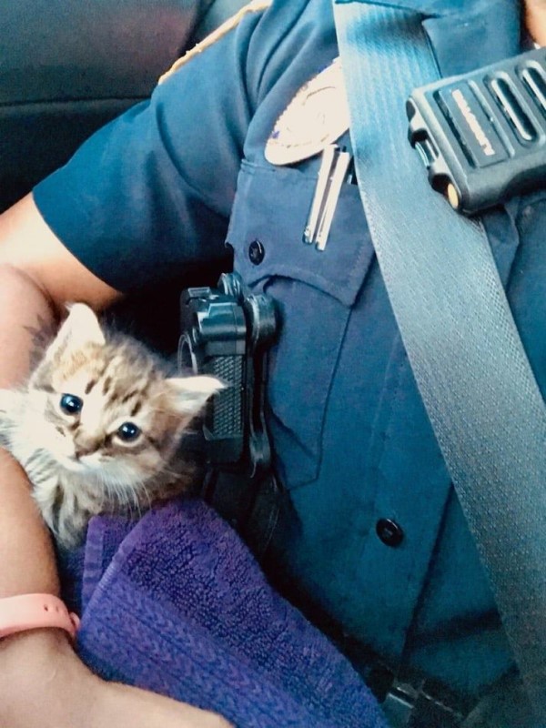 員警救援小浪貓　牠堅持站肩膀不走：請逮捕我回家謝謝！
