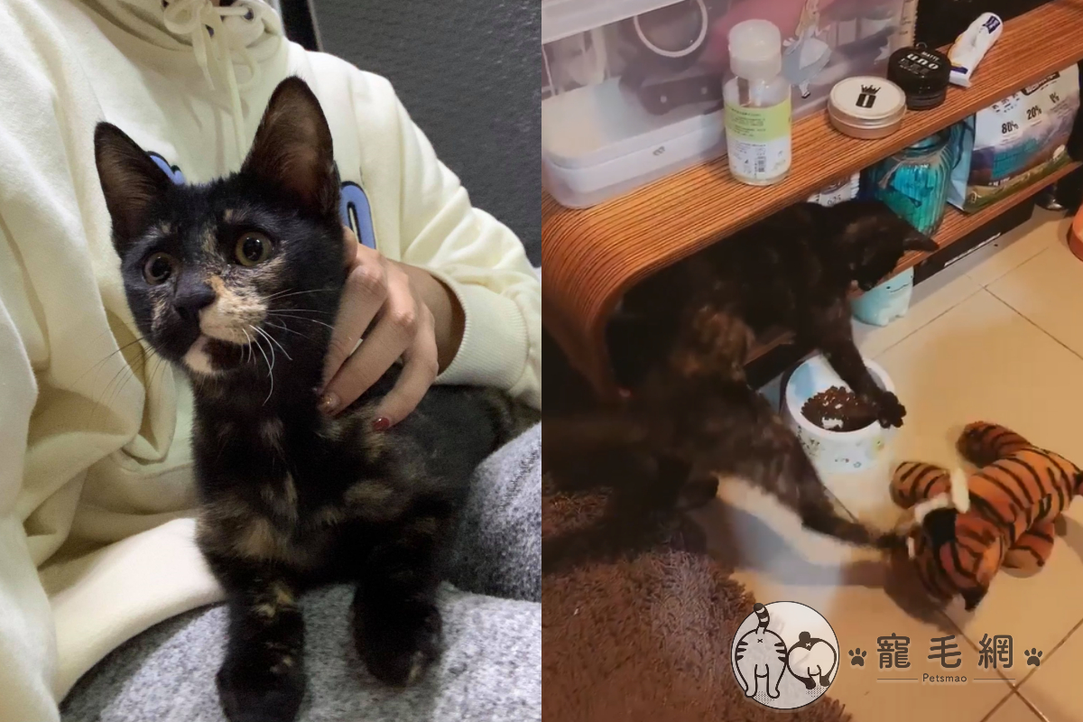 貓咪見老虎玩偶靠近飼料，竟大暴怒賞飛踢！（圖／網友鐘心妤授權提供）