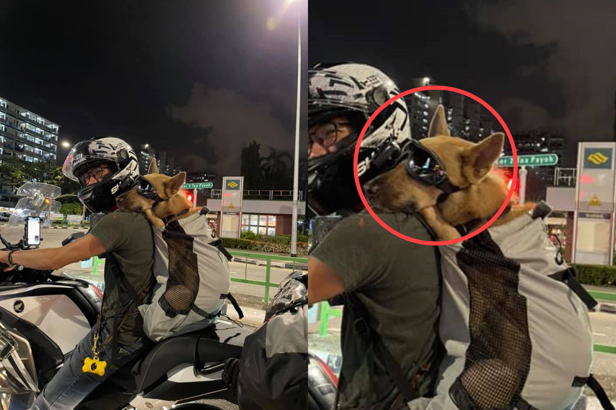 新加坡愛狗網友Samantha Choong拍到帥氣狗乘客照片！（Photo courtesy of Facebook/Samantha Choong）