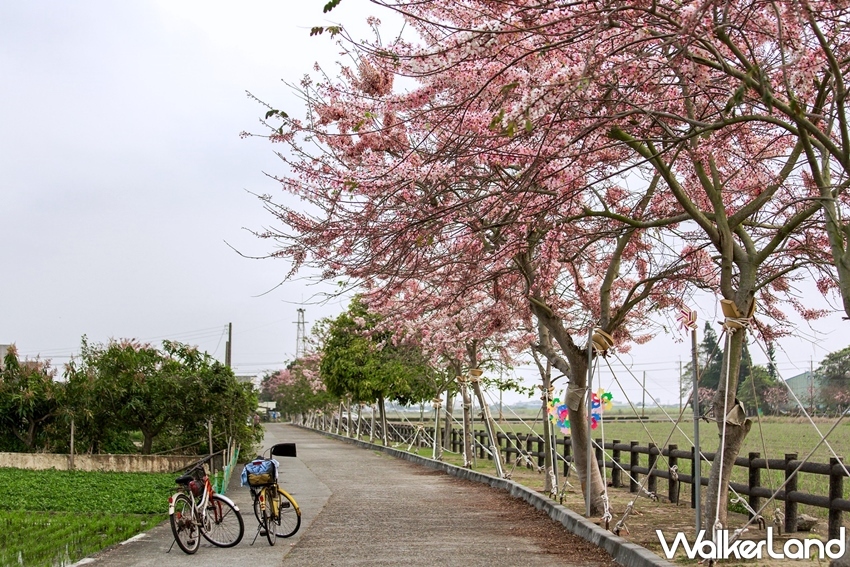 ▲位在台南市西港區的花旗木步道，每年就屬3~4月的時候最為熱鬧。（圖／WalkerLand）