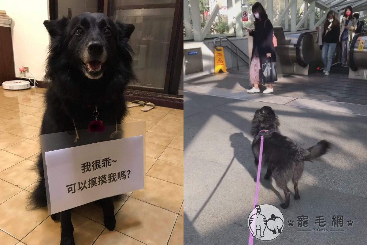 ▲小黑守捷運站外「討摸摸」！網友看到被萌翻：在哪一站？（圖／網友Ya Hsuan Tsai授權提供）