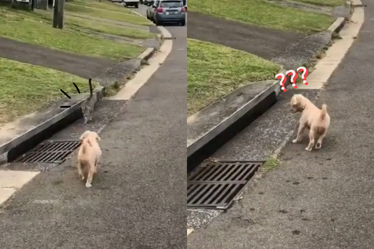 狗狗與貓貓狹路相逢，貓的回應竟是「一秒變沒有」！（圖／TiKTok＠alicestoddart3）