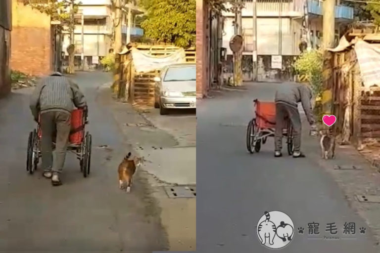 影／阿公推輪椅替街上浪浪「送便當」　虎斑貓小碎步緊跟：我陪你！
