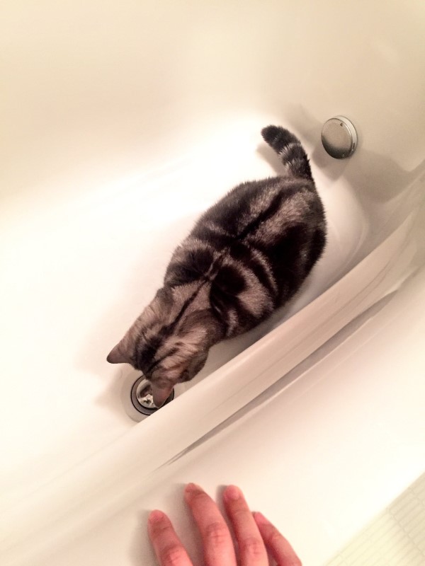 貓咪在浴缸裡不知在看什麼　奴才一窺「這原因」笑翻了！