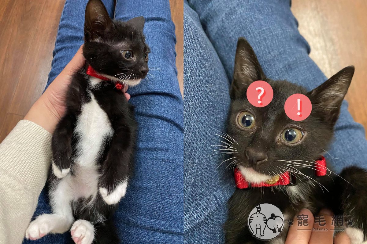 ▲領養到貓星人！？「大眼外星黑貓」超萌　網：頭上小天線太可愛！（圖／網友Allie Weng授權提供）