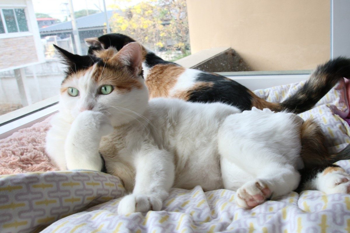 ▲三花貓托腮看窗外一臉若有所思　網笑：是否需要聊一聊？（圖／IG @luckymeeboon）