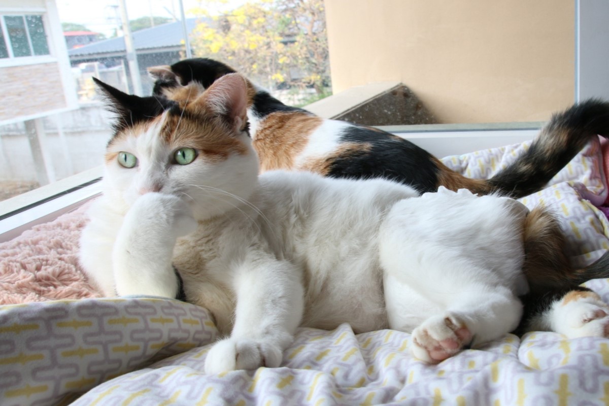 泰國一隻三花貓一手托腮看窗外（圖／FB @Meeboon）