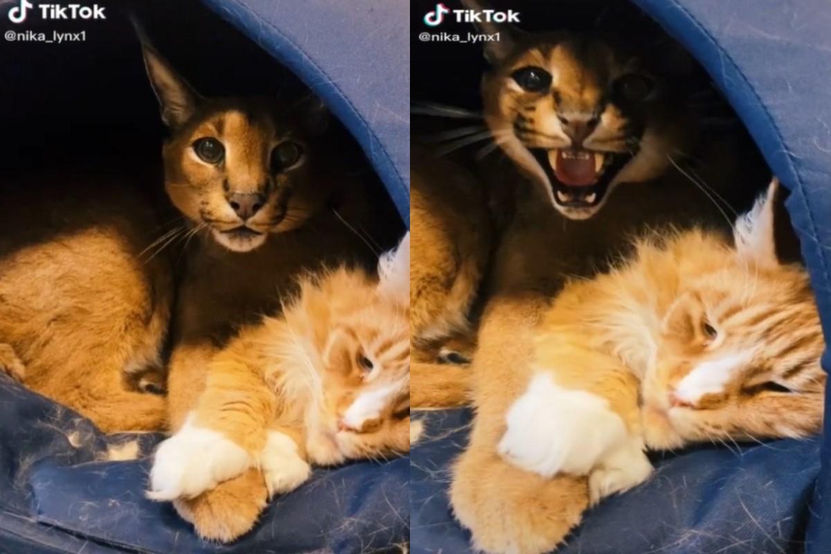 獰貓見飼主靠近就狂哈氣（圖／翻攝自TikTok @nika_lynx1）
