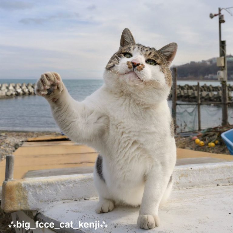 貓：嗨～你來啦！（圖／Instagram＠big_face_cat_kenji）