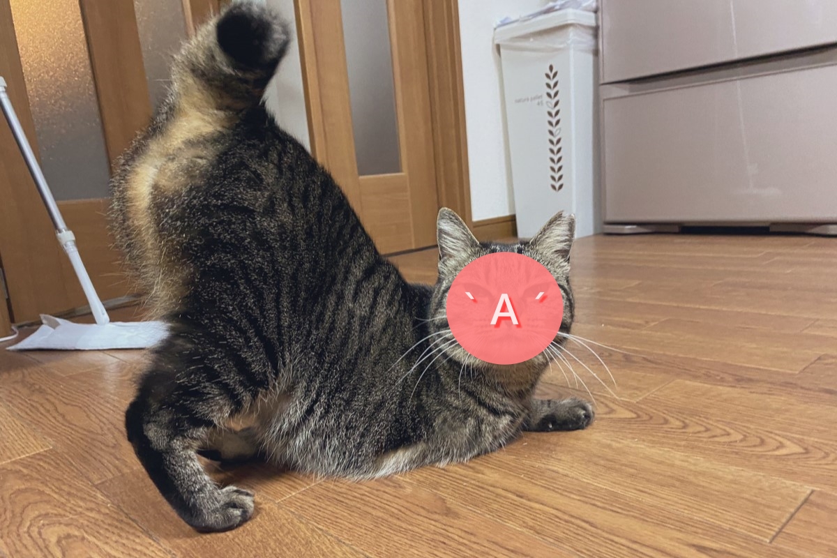 貓咪高舉性感屁屁，催促奴才快來摸！（圖／Twitter ＠kawakimon）