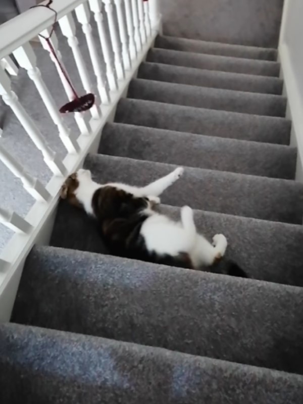 貓咪為討食每天「花式下樓梯」　媽嘆：太逼人啦！