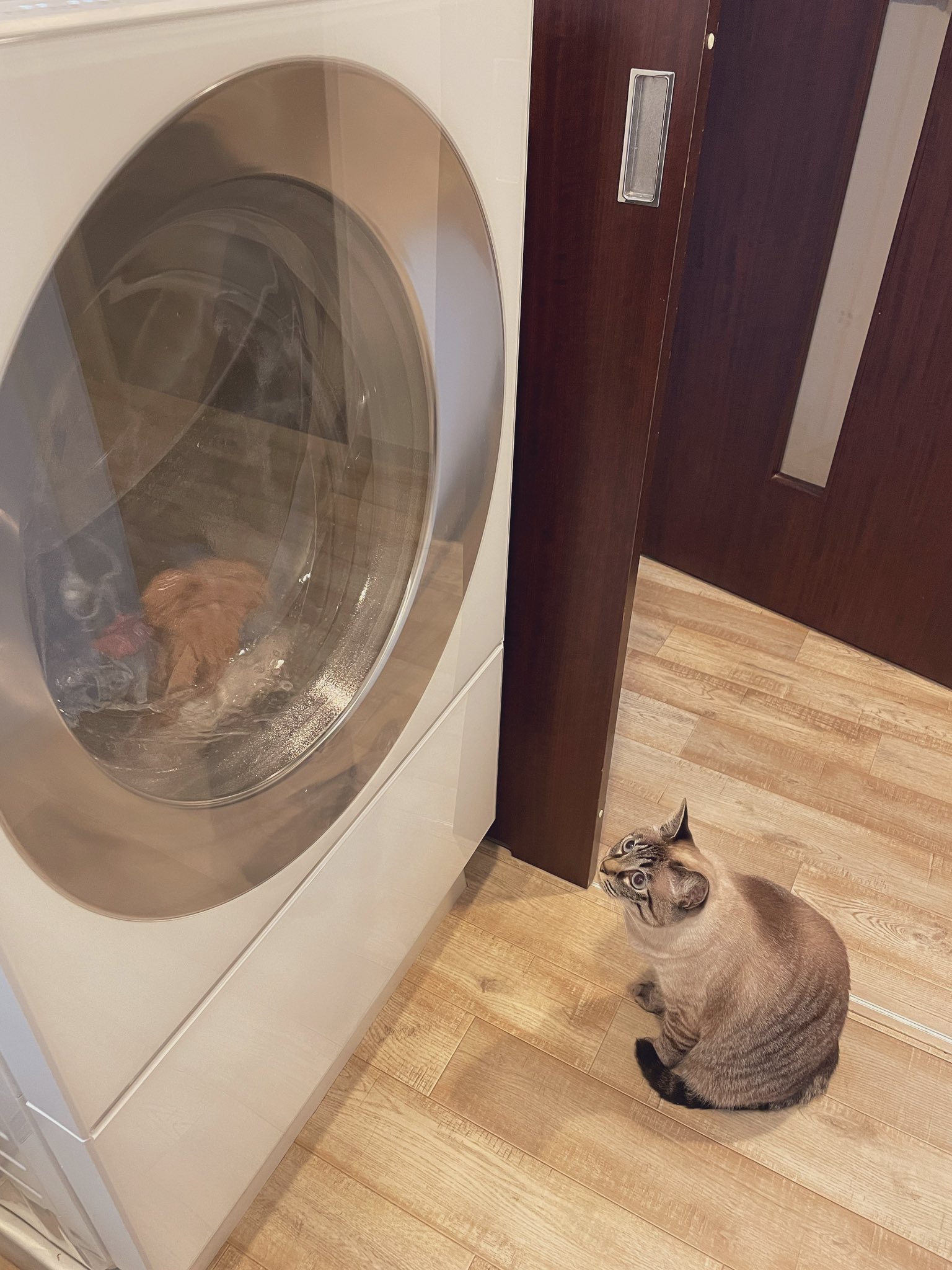 貓：新買的洗衣機？我來幫你監督洗衣成效（圖／Twitter＠ ohji723）