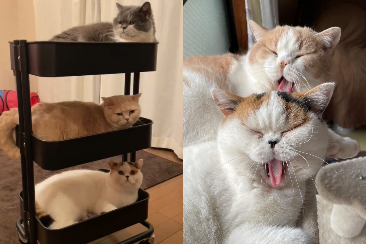 三層推車被擠滿，搖身變成貓咪大樓。（圖／Twitter＠ jirosan77）