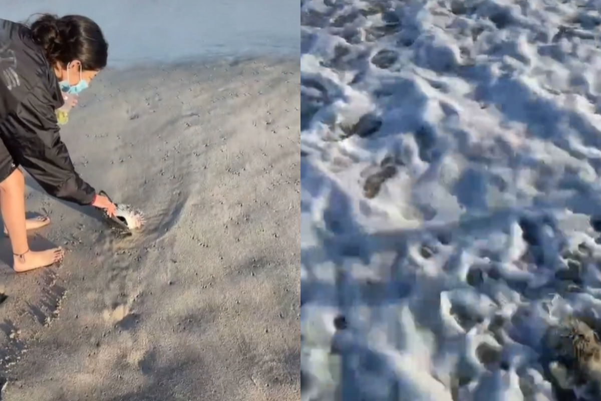 遊客想救擱淺河豚，卻被大海「不停退貨」！（圖／TiKTok＠ localtweaker69）