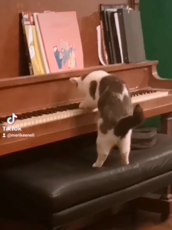 房間無人卻出現琴聲 她走近一看竟是貓咪在彈鋼琴!