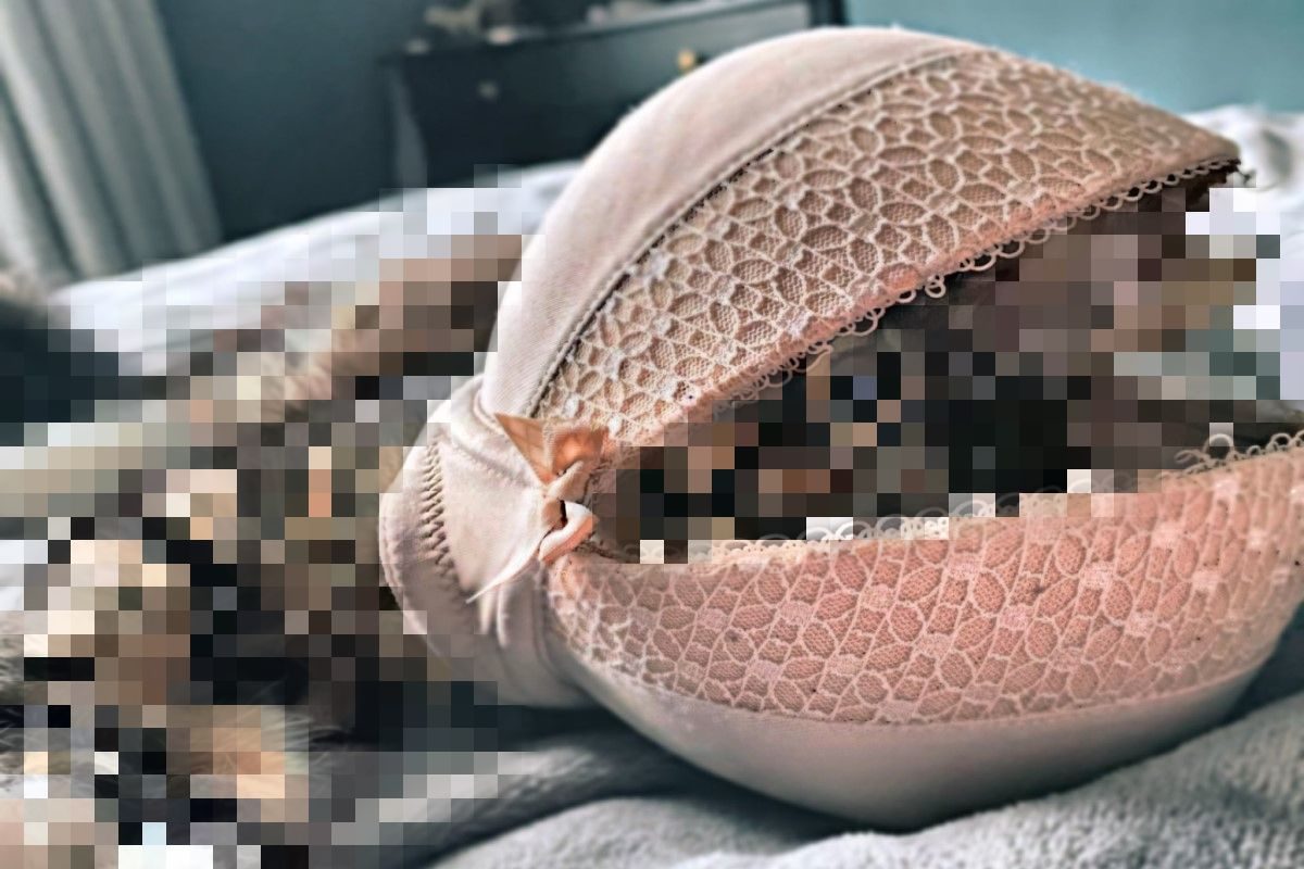 ▲進房發現貓咪變身「蚌殼精」！網友歪樓：上輩子一定沒喝孟婆湯。（圖／twitter @busterthecatto）