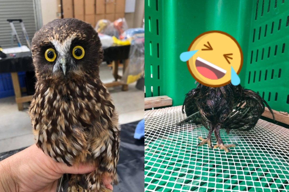 貓頭鷹洗藥浴後竟然「大消風」（圖／FB @masseywildbase）