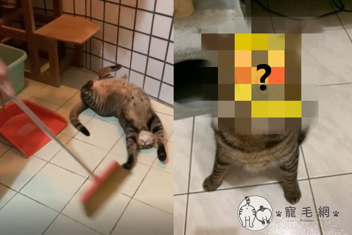 飼主掃地卻被虎斑貓干擾，讓她忍不住拿出淨化符「定貓」（圖／粉專大腸包小腸授權提供）