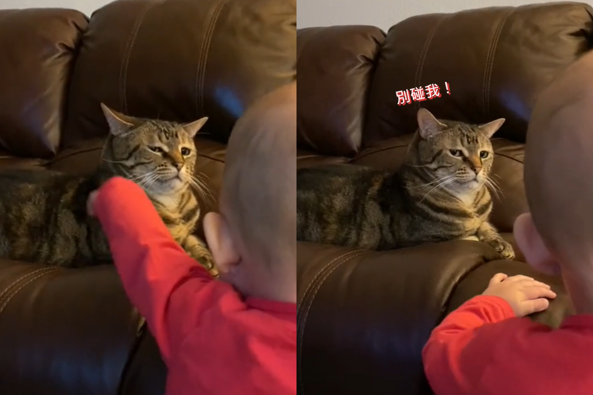 寶寶伸手想摸摸貓皇，卻慘被回以嫌棄眼神！（圖／TiKTok＠ amberobrien22）