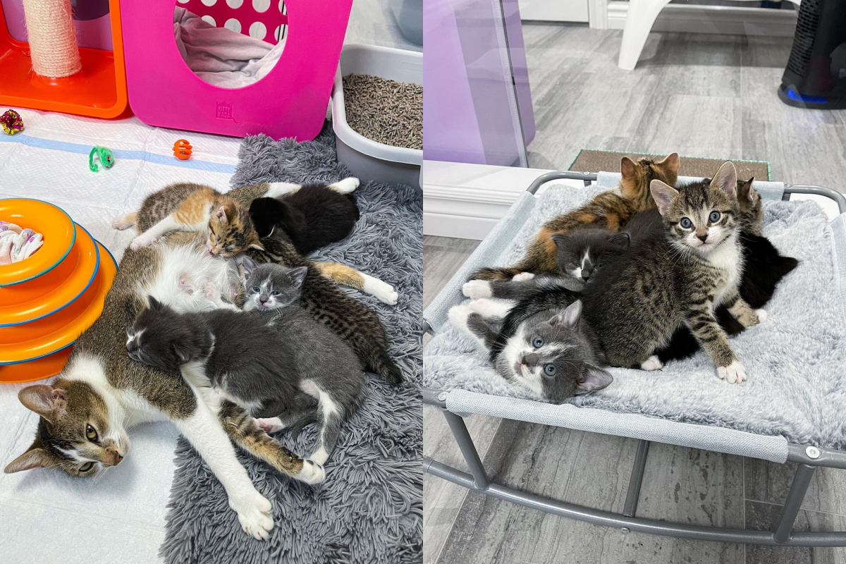 鄰居不忍懷孕貓咪街邊求食，決定插手幫助牠！（圖／Instagram＠ tinybutmightykittenrescue）