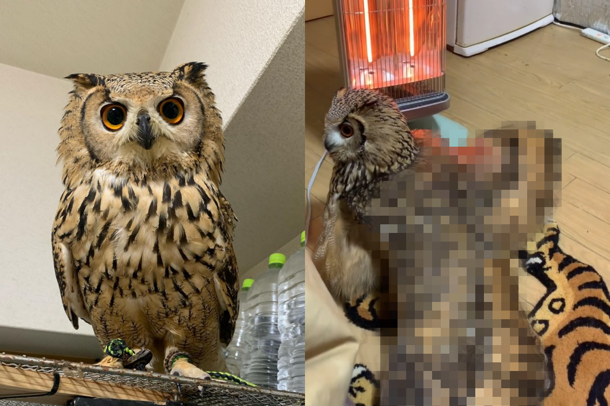 貓頭鷹見到電暖爐後將全身展開，模樣非常霸氣！（圖／Instagram＠ apple_owls）