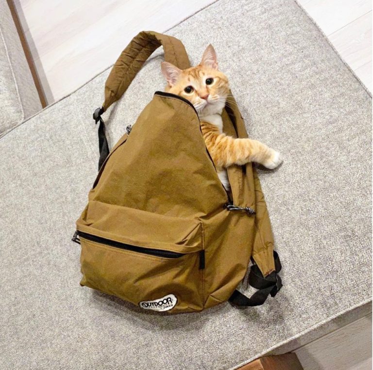 貓:你現在可以跟我一起出去囉(?)(圖/Instagram@ gupitaro)